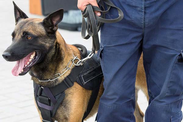 bestguarding 3 bestguarding 3